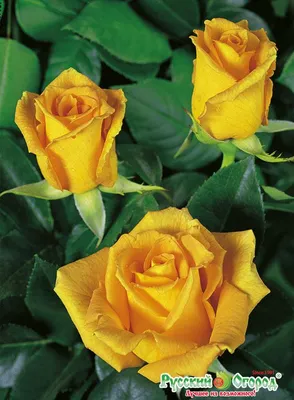 Изображение розы голден моника: уникальность и очарование на формате png