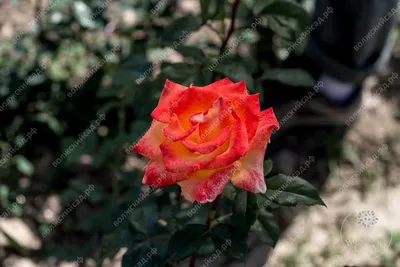 Фото розы голден моника в webp: неповторимое мастерство природы