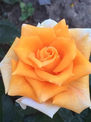 Фотография розы голден моника: взрыв эмоций и яркий красочный мир на jpg