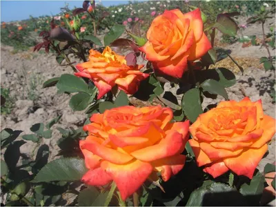Картинка розы голден моника: воплощение гармонии и изящества в png