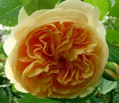 Фотка розы голден моника: золотая красавица на webp.