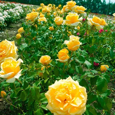 Фотография розы голден моника в стандартном размере jpg