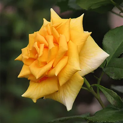 Картинка розы голден моника для скачивания в png