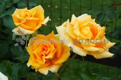 Фотка розы голден моника в формате webp с высоким качеством
