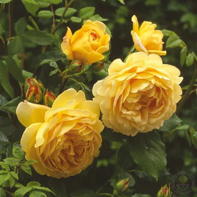 Разнообразие фотографий розы голден селебрейшн