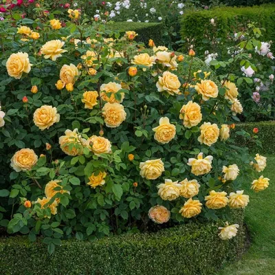 Уникальные изображения розы голден селебрейшн