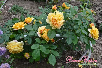 Фотографии розы голден селебрейшн в разных размерах