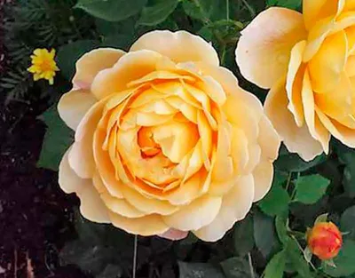 Прекрасное изображение розы голден селебрейшн