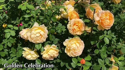Скачайте фото розы голден селебрейшн в webp формате