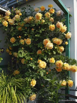 Очаровательные фотографии розы голден селебрейшн