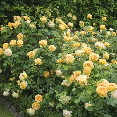 Великолепная роза голден селебрейшн на фото