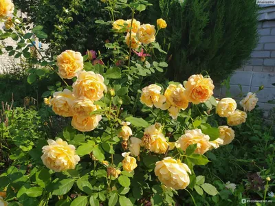 Впечатляющие изображения розы голден селебрейшн