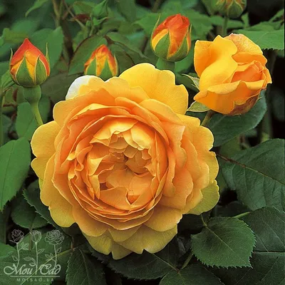 Вариации размеров фото розы голден селебрейшн 