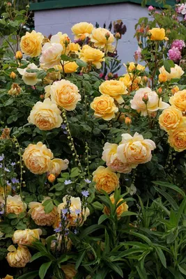 Фотоальбом с розами голден селебрейшн