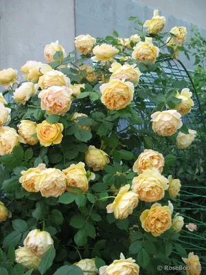 Выберите вашу любимую фотографию розы голден селебрейшн