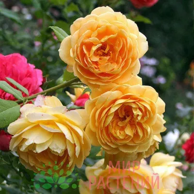 Изысканная роза голден селебрейшн на фото