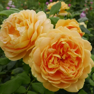 Загрузите фотографию розы голден селебрейшн для личного пользования