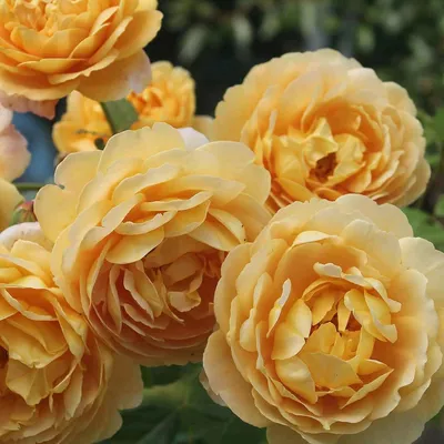 Уникальное изображение розы голден селебрейшн для вас