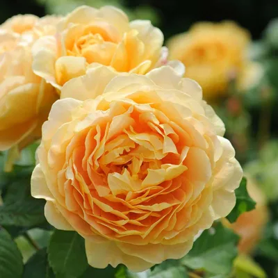 Фотографии розы голден селебрейшн - подарок для глаз