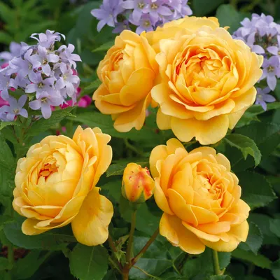 Розы голден селебрейшн в различных форматах изображений