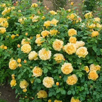 Загрузите фотографию розы голден селебрейшн в формате jpg
