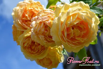 Широкий выбор фотографий розы голден селебрейшн