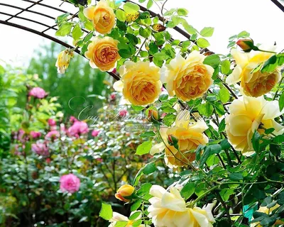 Идеальные снимки розы голден селебрейшн для вас