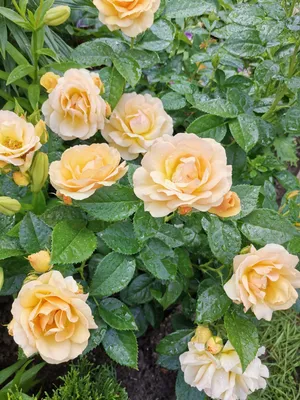 Фото розы голден селебрейшн: красота в деталях