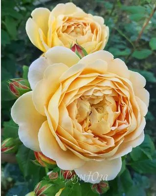 Розы голден селебрейшн - великолепие природы на фото