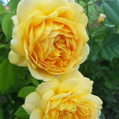 Удивительные фотографии розы голден селебрейшн