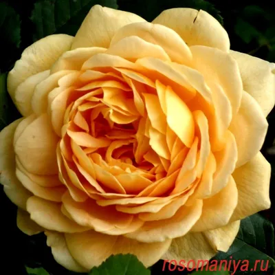 Фотоальбом с невероятными изображениями розы голден селебрейшн