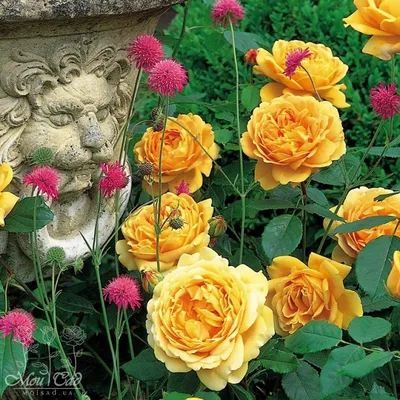 Загрузите великолепную фотографию розы голден селебрейшн