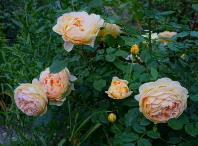 Бесплатные изображения розы голден селебрейшн