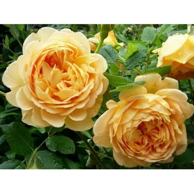 Очаровательные снимки розы голден селебрейшн