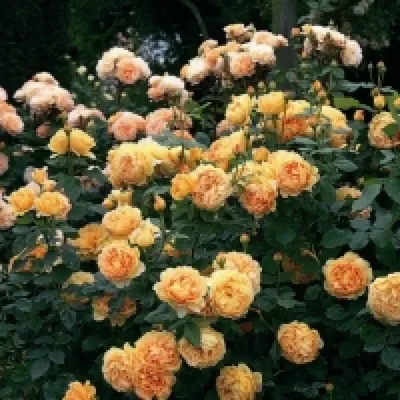 Доступные фотографии розы голден селебрейшн на ваш выбор