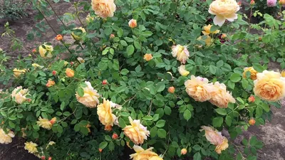 Красивые картинки розы голден селебрейшн для скачивания