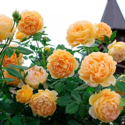Красивые фото розы голден селебрейшн