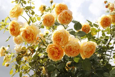 Потрясающие снимки розы голден селебрейшн