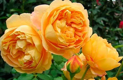 Загрузите фотографию розы голден селебрейшн в формате png