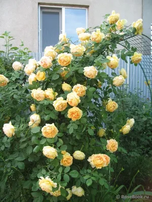 Удивительные картинки розы голден селебрейшн