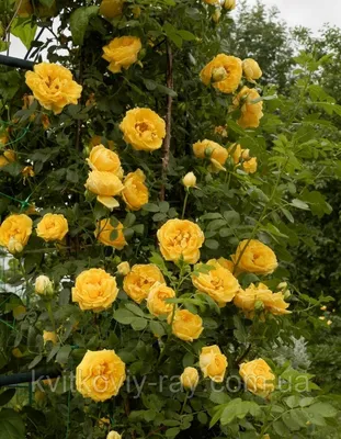 Просмотри красивое изображение розы голдштерн