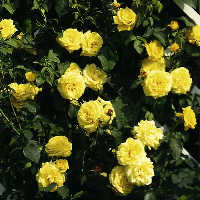 Фотка розы голдштерн в стиле webp