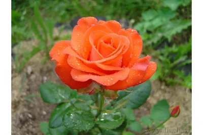 Роза голдштерн в ассортименте фото
