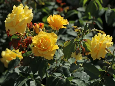 Превосходная фотография розы голдштерн