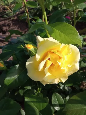 Фото розы голдштерн на выбор пользователя