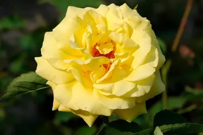 Фотография розы голдштерн в формате jpg