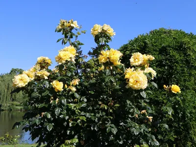 Прекрасная роза голдштерн на фото