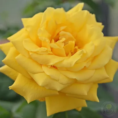 Фотография розы голдштерн в высоком разрешении