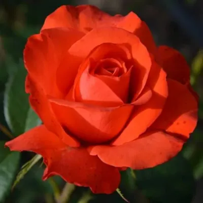 Изображение розы голдштерн с возможностью изменения размера