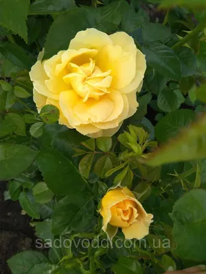 Красивая фотка розы голдштерн в стиле webp